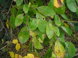 Attēlu rezultāti vaicājumam “Tranzschelia pruni-spinosae”