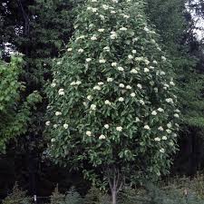 Attēlu rezultāti vaicājumam “Sorbus”
