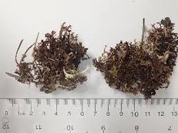 Attēlu rezultāti vaicājumam “Cetraria ericetorum”