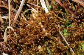 Attēlu rezultāti vaicājumam “Scorpidium cossonii”