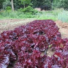 Afbeeldingsresultaat voor kosmonaut volkov 68D tomato