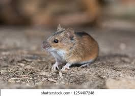 Attēlu rezultāti vaicājumam “Apodemus agrarius”