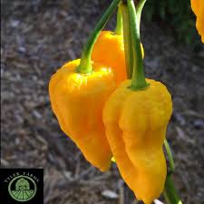 Afbeeldingsresultaat voor yellow fratali hot pepper