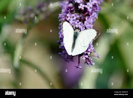 Attēlu rezultāti vaicājumam “Pieris brassicae male”
