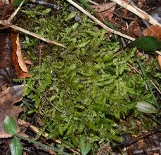 Attēlu rezultāti vaicājumam “Neckera”