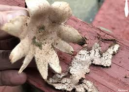 Attēlu rezultāti vaicājumam “Geastrum rufescens”