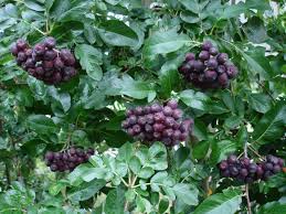 Attēlu rezultāti vaicājumam “x Sorbaronia fallax”