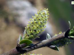 Attēlu rezultāti vaicājumam “Salix repens subsp. rosmarinifolia”
