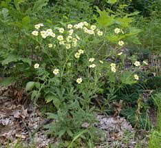 Image result for Potentilla recta