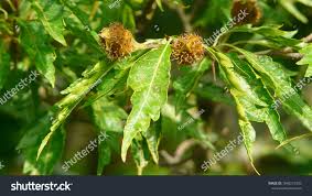 Attēlu rezultāti vaicājumam “Fagus sylvatica fo. laciniata”