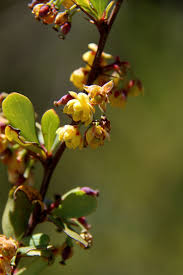 Attēlu rezultāti vaicājumam “Berberis”