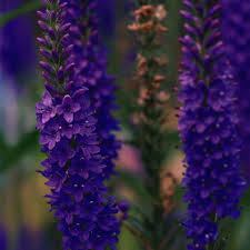 Attēlu rezultāti vaicājumam “Veronica longifolia flower”