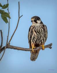 Attēlu rezultāti vaicājumam “Falco subbuteo adult”