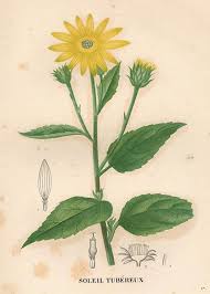 Attēlu rezultāti vaicājumam “Helianthus tuberosus flower”