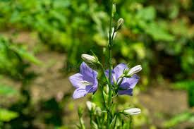 Attēlu rezultāti vaicājumam “Campanula persicifolia bud”