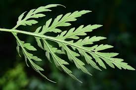 Attēlu rezultāti vaicājumam “Ambrosia artemisiifolia bud”