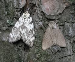 Attēlu rezultāti vaicājumam “Lymantria monacha imago”