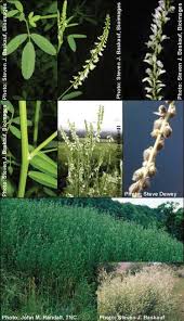 Attēlu rezultāti vaicājumam “Melilotus albus leaf”