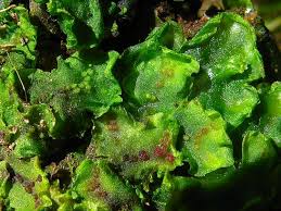 Attēlu rezultāti vaicājumam “Pellia neesiana”