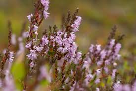 Attēlu rezultāti vaicājumam “Aphelia viburniana”