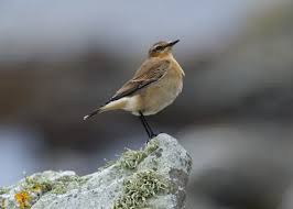 Attēlu rezultāti vaicājumam “Oenanthe oenanthe juvenile”
