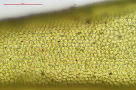 Attēlu rezultāti vaicājumam “Orthotrichum cupulatum var. riparium sporophyte”