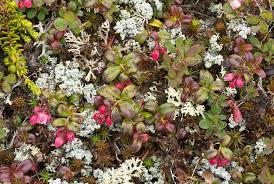 Attēlu rezultāti vaicājumam “Vaccinium vitis-idaea flower”
