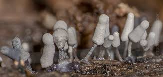 Attēlu rezultāti vaicājumam “Arcyria cinerea stalked”