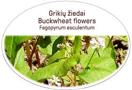 Attēlu rezultāti vaicājumam “Fagopyrum esculentum fruit”