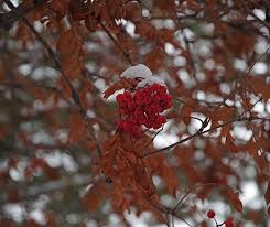 Attēlu rezultāti vaicājumam “Sorbus alnifolia fruit”