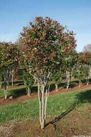 Attēlu rezultāti vaicājumam “Crataegus persimilis”
