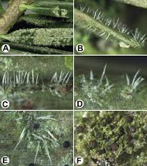Attēlu rezultāti vaicājumam “Fellhanera subtilis”