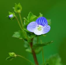 Attēlu rezultāti vaicājumam “Veronica persica flower”