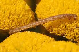 Attēlu rezultāti vaicājumam “Eupithecia icterata”