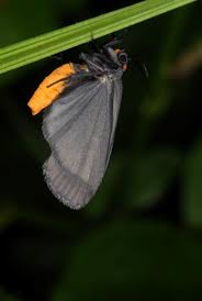 Attēlu rezultāti vaicājumam “Atolmis rubricollis”