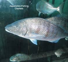 Image result for Lithognathus lithognathus