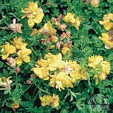 Attēlu rezultāti vaicājumam “Lotus corniculatus flower”