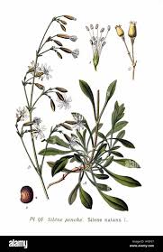 Attēlu rezultāti vaicājumam “Silene nutans flower”