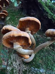 Attēlu rezultāti vaicājumam “Armillaria sp.”