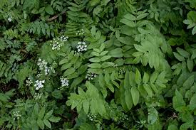 Attēlu rezultāti vaicājumam “Berula erecta”