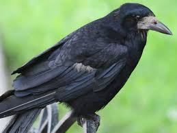 Attēlu rezultāti vaicājumam “Corvus frugilegus”