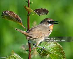 Image result for Luscinia calliope