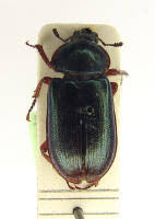 Attēlu rezultāti vaicājumam “Platycerus caraboides”