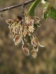 Attēlu rezultāti vaicājumam “Ulmus laevis flower”