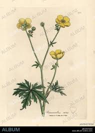 Attēlu rezultāti vaicājumam “Ranunculus acris”