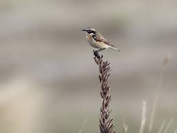 Attēlu rezultāti vaicājumam “Saxicola rubetra juvenile”