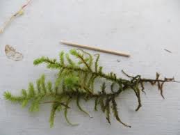 Attēlu rezultāti vaicājumam “Rhytidiadelphus subpinnatus sporophyte”