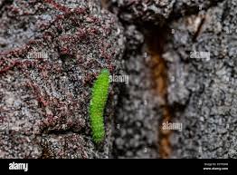 Attēlu rezultāti vaicājumam “Gynaephora selenitica larva”