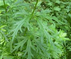Attēlu rezultāti vaicājumam “Aconitum napellus leaf”