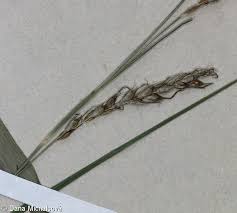 Attēlu rezultāti vaicājumam “Carex sylvatica leaf”